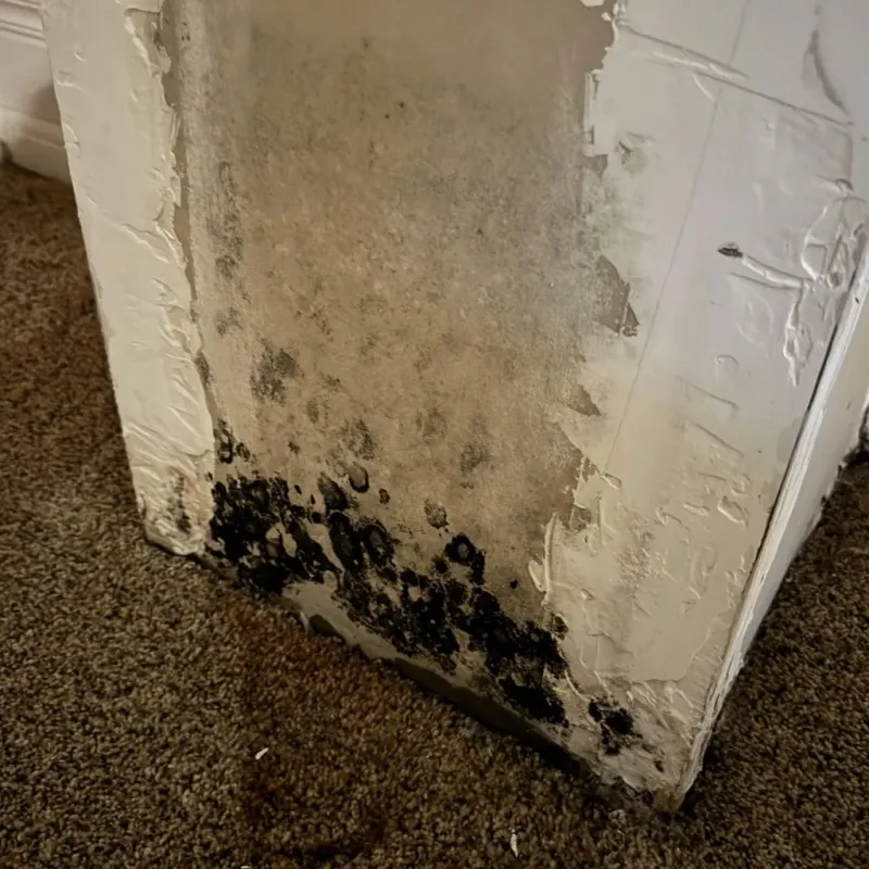 Professional Mold Removal in Peebles, OH